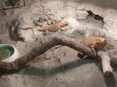 -上海大自然野生昆虫馆(东方明珠·爬宠昆虫探索中心)