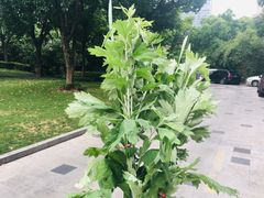 -鴻瑞興面馆(保利时光里店)