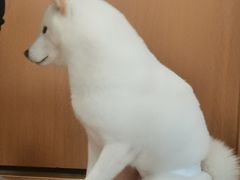 -南京Hallo宠物乐园·哈罗犬舍·柴犬繁育基地