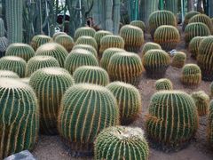 -南山植物园