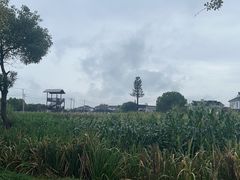 -莲花岛景区
