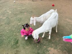 -上美四季动物农场