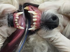 -美联众合动物医院·24h转诊中心