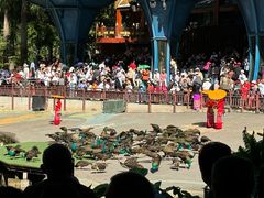 -西双版纳原始森林公园