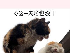 -食其家·牛丼咖喱(金桥太茂店)