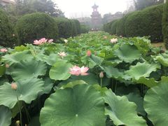 -四川大学(华西校区)