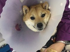 -达爱动物医院·犬猫分区·CT·复杂眼科(远洋山水分院)