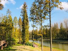 -黄海国家森林公园