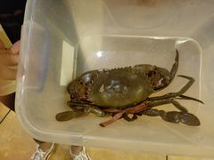 -石头咕(葵蓬店)