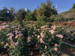 -人民公园(罗湖区)