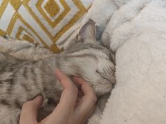 -萌宠奇缘