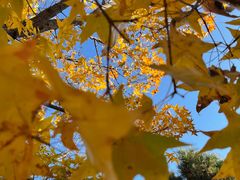 -北京西山国家森林公园