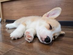 -柯斗斗主题餐厅·狗咖·围炉煮茶·茶饮(国瑞升平里店)