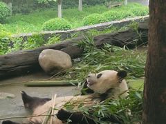 -都江堰中华大熊猫苑