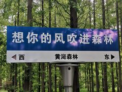 -黄海国家森林公园