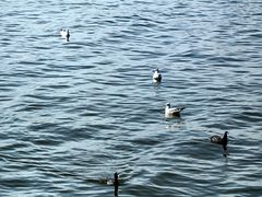 -西昌邛海湿地