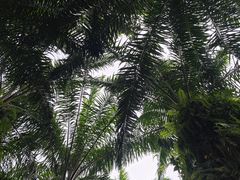 -海口观澜湖火山温泉谷