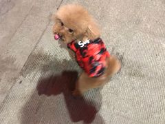 -米苏动物医院·犬猫专科·骨科外科内窥镜