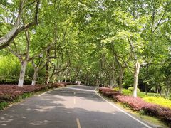 -宜兴龙背山森林公园