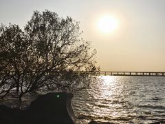 -宝安西湾红树林湿地公园