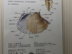 -青岛贝壳博物馆