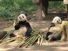 -都江堰中华大熊猫苑