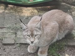 -青藏高原野生动物园