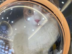 -瑞鹏宠物医院·骨科·猫科·内科(第一中心)