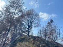 -缙云山景区