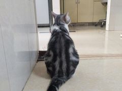 -瑞鹏宠物医院·骨科·猫科·内科(第一中心)
