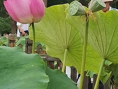 -莲花池公园
