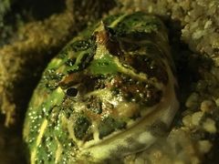 -暹罗海洋世界