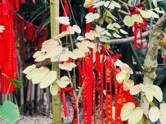 -呀路古热带植物园