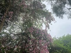 -深圳国际园林花卉博览园