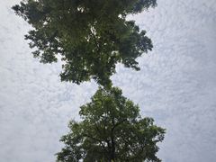 -九科绿洲