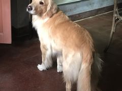 -百好乐宠物友好餐厅(朝外大街店)