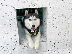 -Husky Go!哈士奇体验馆·宠物咖啡厅狗咖