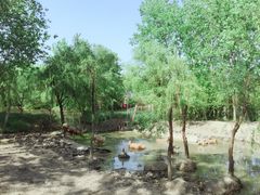 -溱湖国家湿地公园