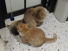 -滚猫咖啡·猫咖·猫友好撸猫(未来城店)