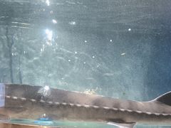 -蜀滋香鲜鱼美蛙火锅(339店)