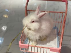 -Moni星球萌宠·小马宝莉·灵蛇·高端高阶全萌宠互动体验俱乐部(红豆国际广场店)