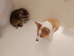 -浣熊柯尔鸭土拨鼠·电玩咖