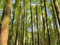 -武陵山森林公园
