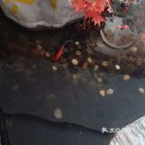 吃鱼[调皮]
