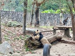 -都江堰中华大熊猫苑