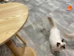 -楼上猫咖(罗湖店)
