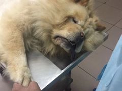 -北京观赏动物医院·24小时大型综合·猫专科·异宠专科