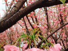 -天适樱花悠乐园
