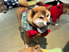 -逗柴咖啡屋·狗咖猫咖宠物桌游