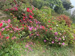 -梧桐山风景名胜区